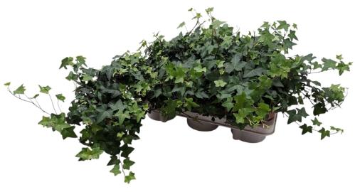 Hedera helix 'Pittsburgh'
