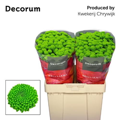 Chrysanthemum (Indicum Grp) tros santini AAA Peptalk