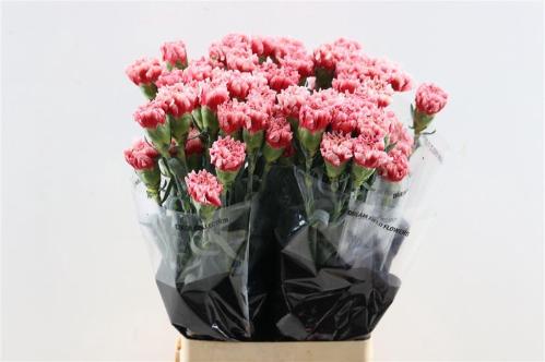 Dianthus standaard 'Cheerio'