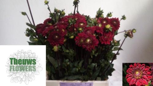 Dahlia 'Viking'