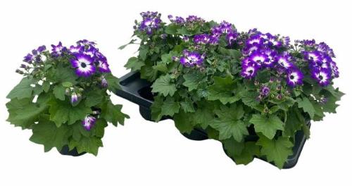 Pericallis (Cruentus Grp) Mandala gemengd