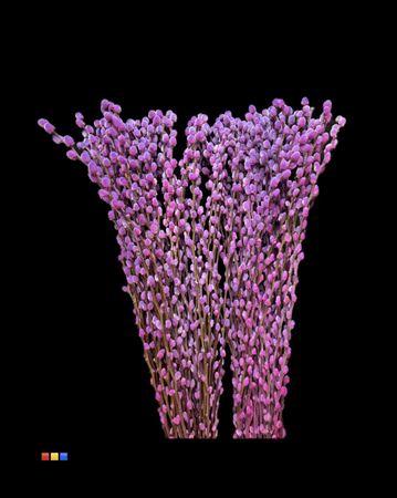 Salix H%