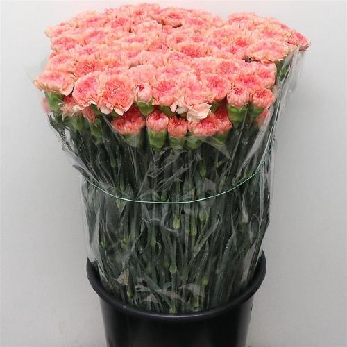 Dianthus standaard 'Megan'