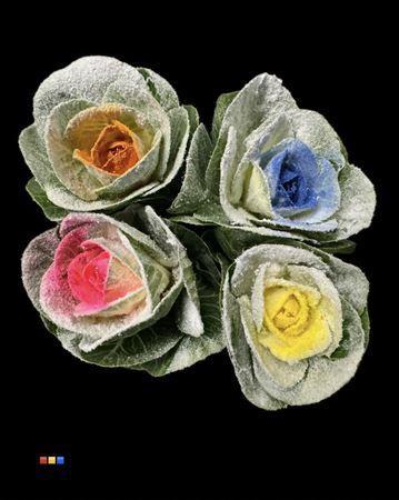 Brassica oleracea kleurbehandeld H%