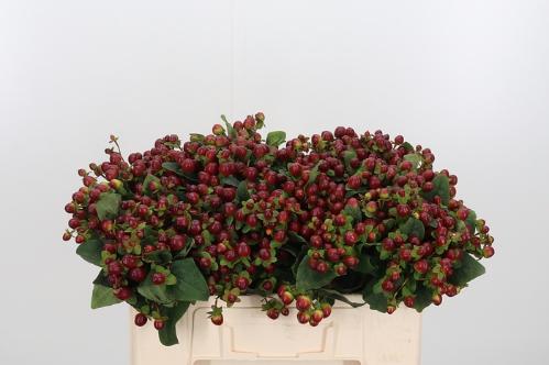 Hypericum x inodorum Magical Seasons