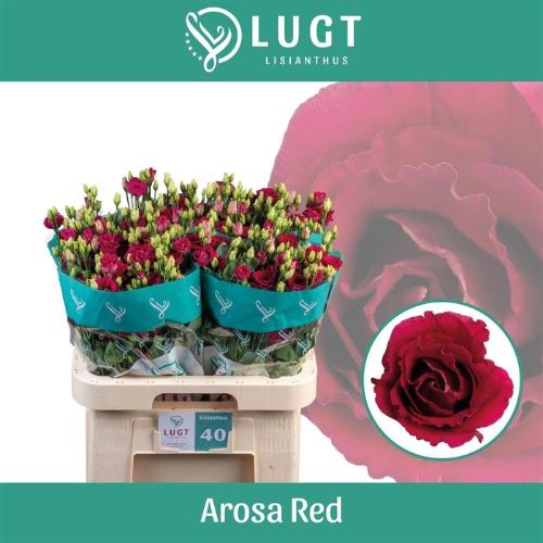 Eustoma russellianum gevuldbloemig 'Arosa Red'
