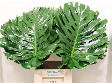 Monstera (blad)