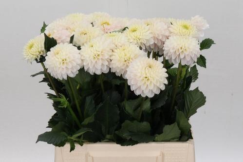 Dahlia (Ball Grp) 'Light Wizard'