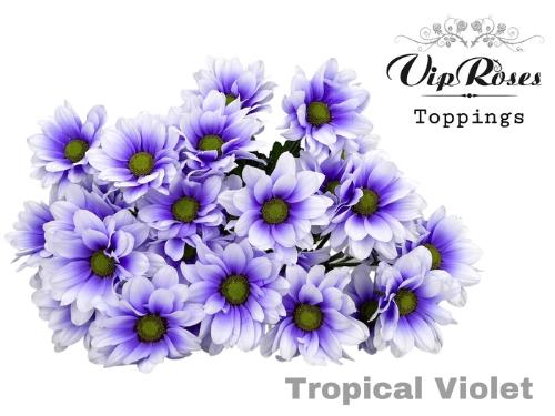 Chrysanthemum (Indicum Grp) tros Kennedy kleurbehandeld H%