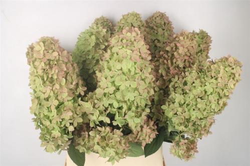 Hydrangea paniculata Magical Candle (classic)