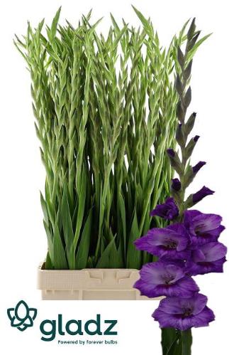 Gladiolus (Large-flowered Grp) 'Purple Party'