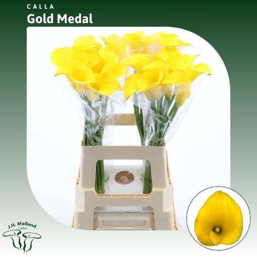 Zantedeschia 'Gold Medal'