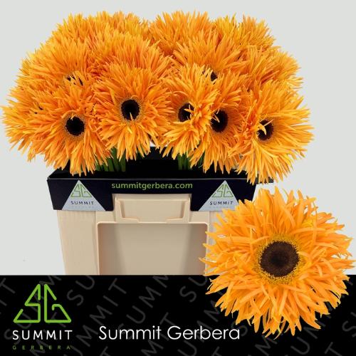 Gerbera grootbloemig spinvormig Spider Bambu