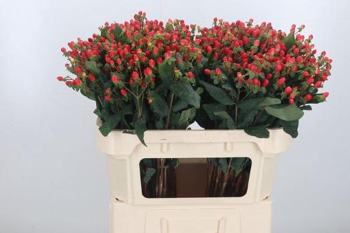 Hypericum inodorum Go Top