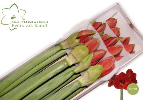 Hippeastrum Galaxy Grp 'Ferrari'