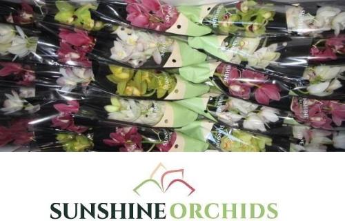 Cymbidium mini per tak gemengd