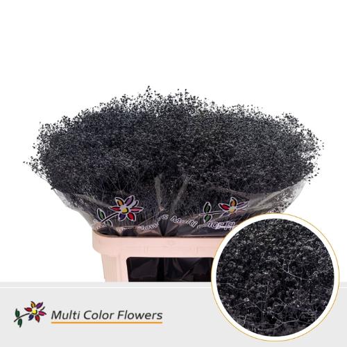 Gypsophila overig kleurbehandeld H%