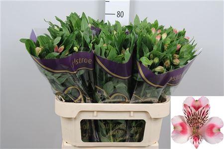 Alstroemeria Panorama