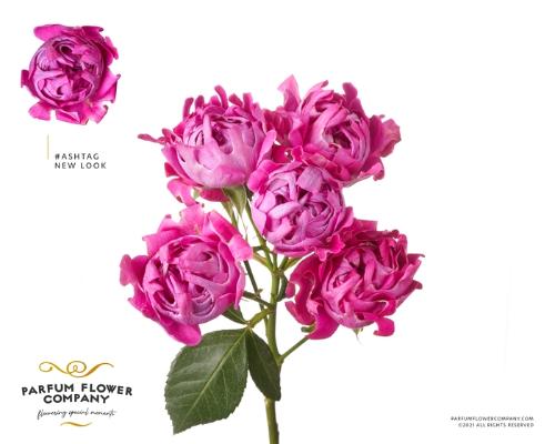 Rosa tros #New Look