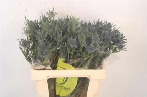 Eryngium Magical Blue Lagoon