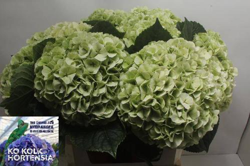 Hydrangea macrophylla Allure (classic)