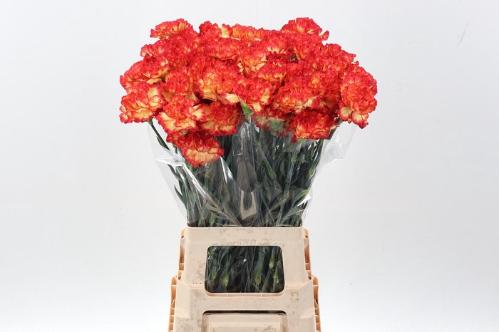 Dianthus standaard 'Zenit'