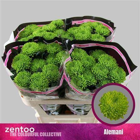 Chrysanthemum (Indicum Grp) geplozen Alemani