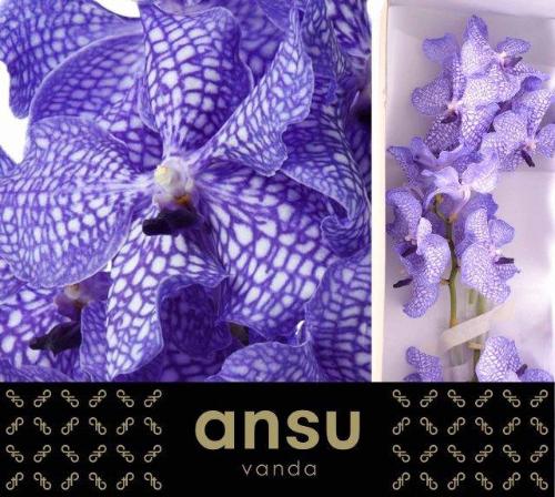 Vanda Kanchana Delft Blue