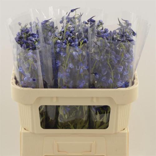 Delphinium enkelbloemig Deldonna Blue