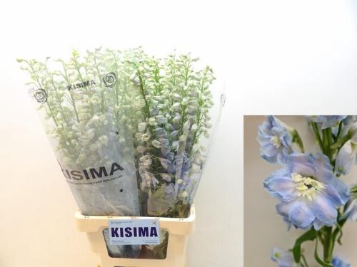 Delphinium (Elatum Grp) 'Magic Fountains Skyblue Whitebee'