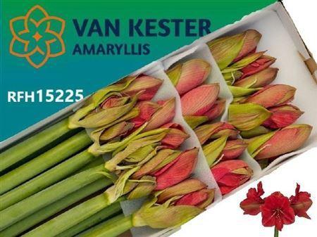 Hippeastrum Galaxy Grp 'Hercules'