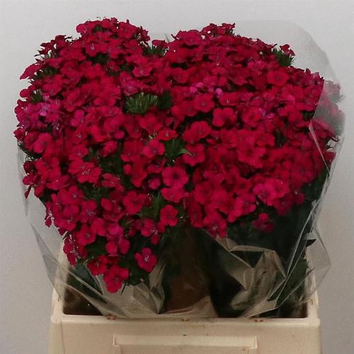 Dianthus barbatus 'Amazon Neon Cherry'
