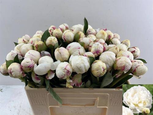 Paeonia Lactiflora Grp 'Mary E. Nicholls'