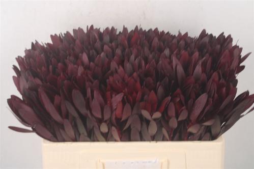 Leucadendron 'Safari Sunset'
