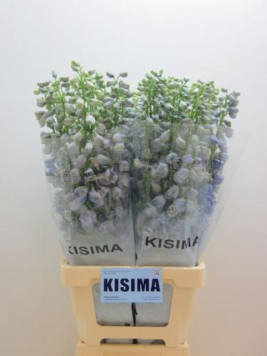 Delphinium Elatum Grp dubbelbloemig 'Guardian Lavender'