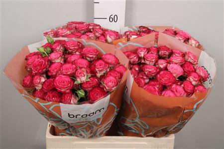 Rosa tros Vanessa