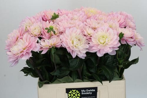 Dahlia Decor Grp 'Princess Kate'
