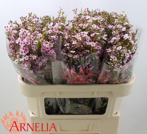 Chamelaucium uncinatum 'Kerryn'
