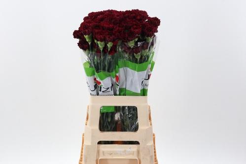 Dianthus standaard 'Zurigo'