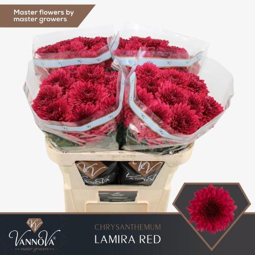 Chrysanthemum (Indicum Grp) geplozen Lamira Red