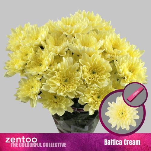 Chrysanthemum Indicum Grp tros Baltica Cream