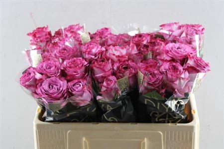 Rosa grootbloemig Garcia+