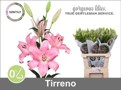 Lilium (LA-hybrids Grp) 'Tirreno'