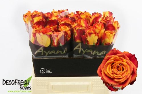 Rosa grootbloemig Silantoi