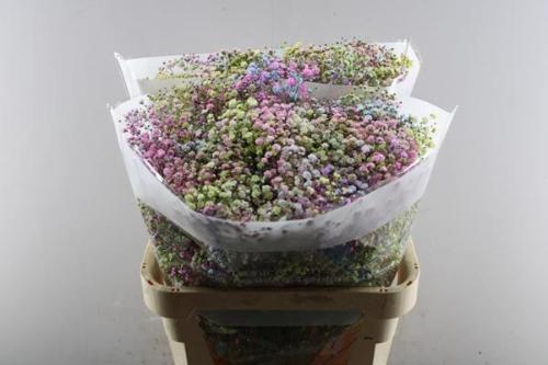 Gypsophila overig kleurbehandeld H%
