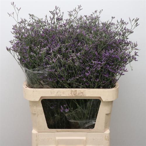 Limonium 'Skylight'
