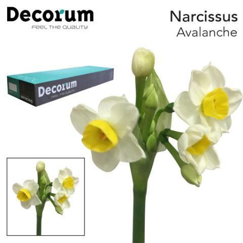 Narcissus tazetta met blad 'Avalanche'
