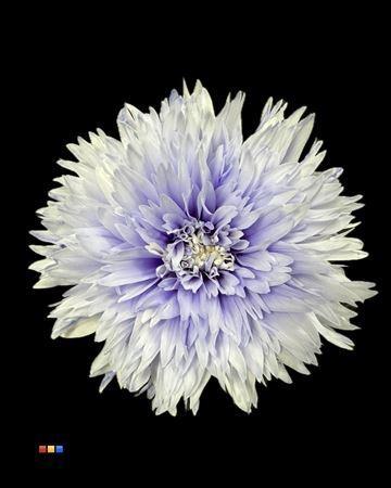 Chrysanthemum geplozen kas kleurbehandeld H%