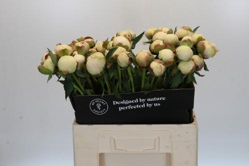 Paeonia Lactiflora Grp 'Bowl of Cream'