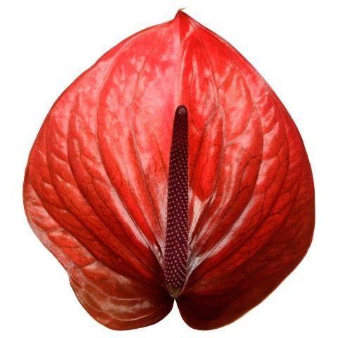 Anthurium (Andreanum Grp) Cantello